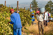 people harvesting grapes in vineyards