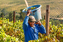 people harvesting grapes in vineyards