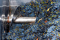 wine processing