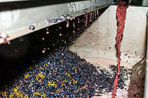 wine processing