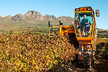 wine processing