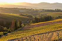 vineyards