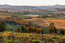 vineyards
