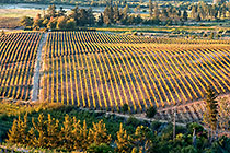 vineyards