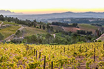 vineyards