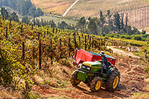 people harvesting grapes in vineyards