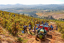 people harvesting grapes in vineyards