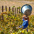 people harvesting grapes in vineyards