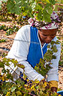 people harvesting grapes in vineyards