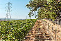 vineyards