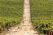 vineyards