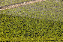 vineyards