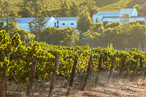 vineyards