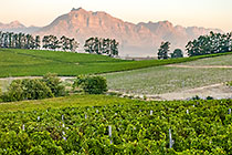 vineyards