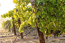 vineyards
