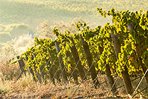 vineyards