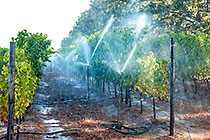 vineyards | irrigation