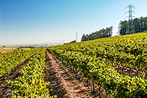 vineyards