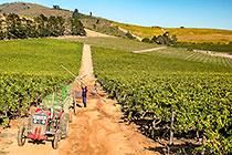 people harvesting grapes in vineyards
