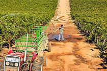 people harvesting grapes in vineyards