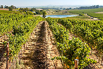 vineyards