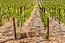 vineyards