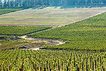vineyards