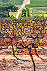 vineyards
