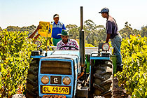 people harvesting grapes in vineyards