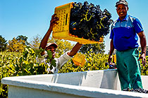 people harvesting grapes in vineyards
