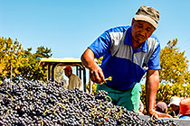 people harvesting grapes in vineyards