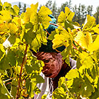 people harvesting grapes in vineyards
