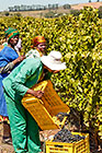 people harvesting grapes in vineyards
