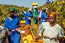 people harvesting grapes in vineyards