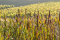vineyards