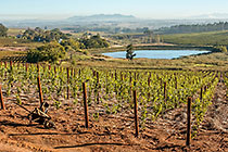 vineyards