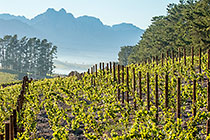 vineyards
