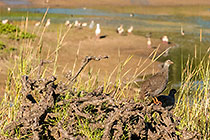 francolin