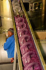 wine processing