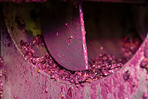 wine processing