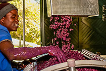 wine processing