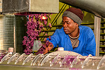wine processing