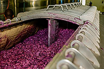 wine processing