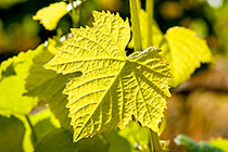 grape leaf