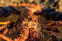 rock lobster