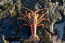 rock lobster