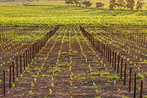 vineyards