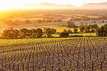 vineyards at sunrise