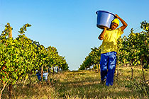 people harvesting grapes in vineyards