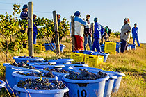 people harvesting grapes in vineyards